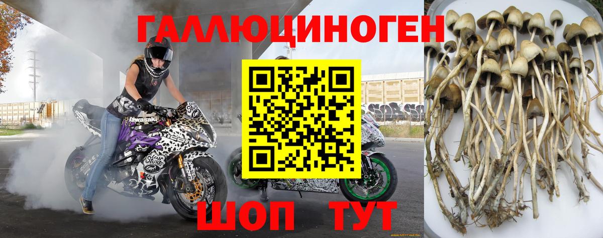 Псилоцибиновые грибы прущие грибы Зеленогорск